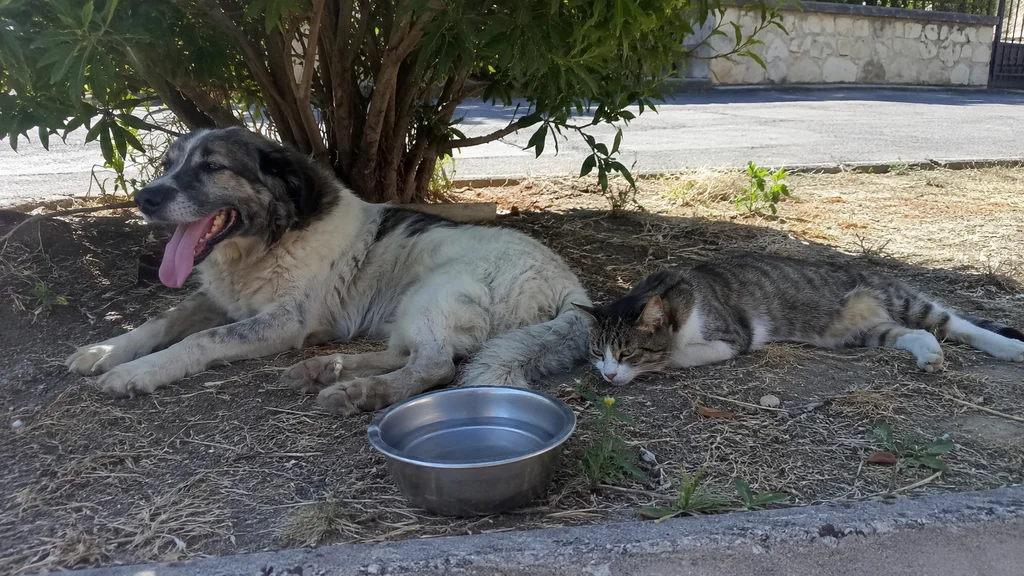 Cane e gatto all'ombra